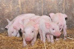 天气越来越冷了。如何防止新购买的小猪秋冬生病？
