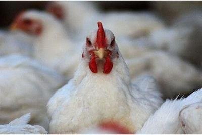 7月1日，CFT鸡评论称，鸡蛋和白羽毛肉鸡价格继续回调。白羽毛肉鸡价格继续回调
