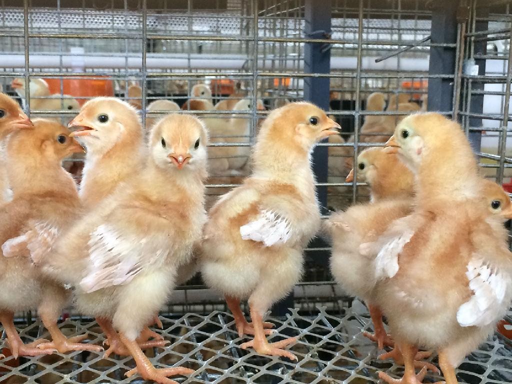 如何饲养管理幼鸡？小鸡需要多久才会发光？
