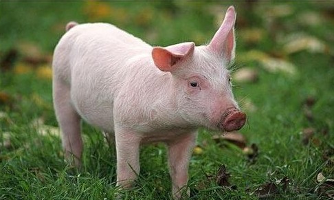 注意:猪的价格涨了！九月份有没有大幅上涨的可能？
