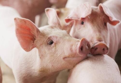 漳州:出台生猪养殖三年行动计划，首创生猪保险风险补偿
