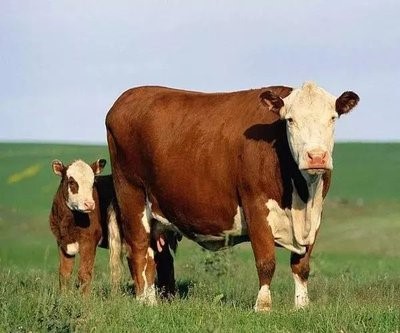 肉牛育肥期如何饲养管理？
