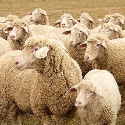 如何选择绵羊的剪毛时间，剪毛时应该注意什么