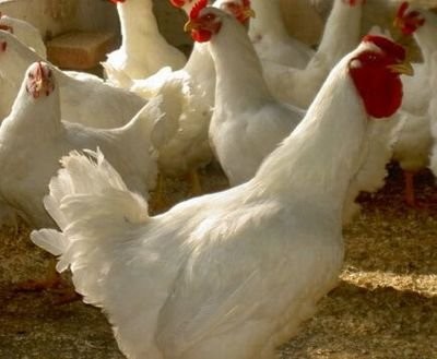 如何提高肉鸡生产性能？提高肉鸡生产性能的六项措施
