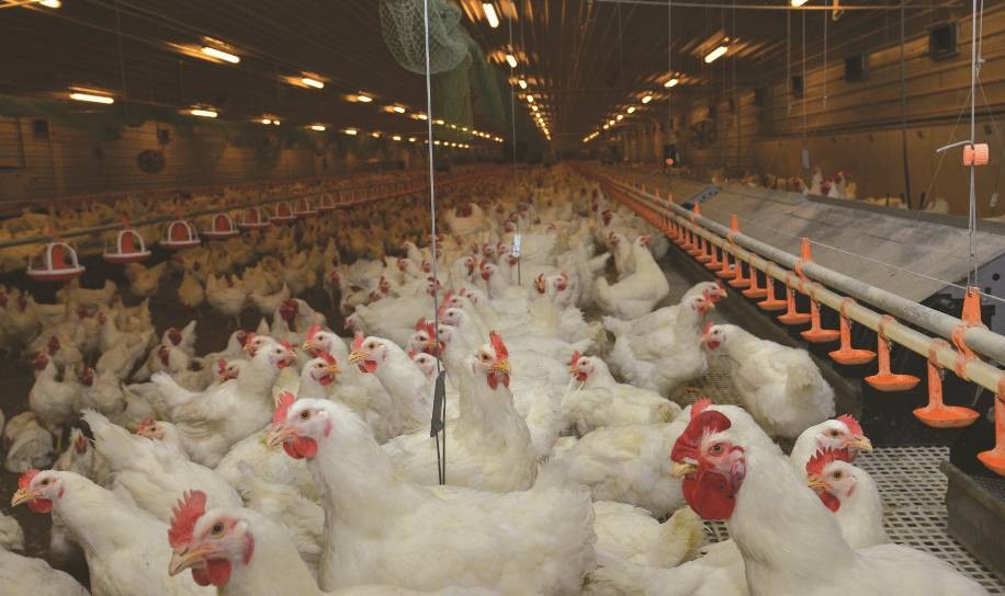 4月21日，CFT鸡评论鸡蛋价格上涨，肉鸡价格继续上涨。肉鸡价格有涨有跌，鸡肉价格持续上涨