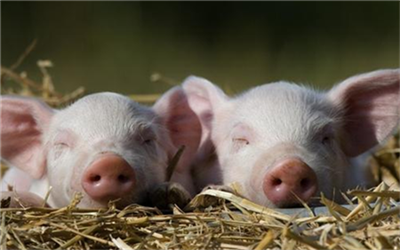 专家说猪的价格“见底见顶”，但老农民提出异议。你怎么想呢?
