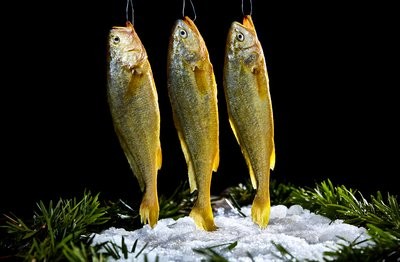 2020年大黄鱼的价格是多少？大黄鱼养殖前景分析
