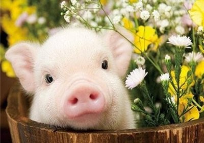 小猪生完一天不吃奶。我该怎么办？
