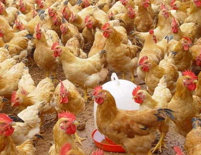 最近肉鸡价格上涨。养鸡大户能迎来春天吗？