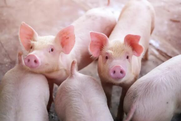 湖北:武汉将打造100亿元的生猪产业链
