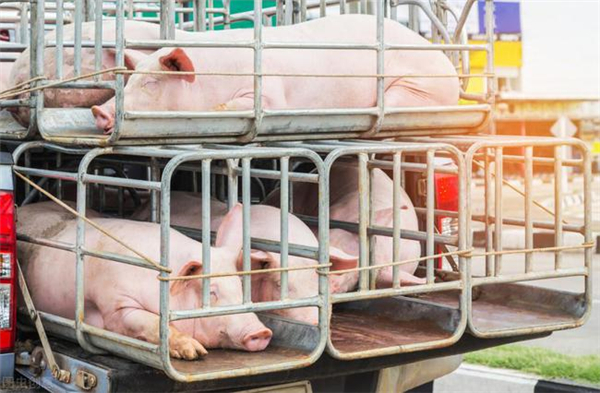 从4月开始，猪的“禁运令”打了，再加上三个有利因素，猪价会反击