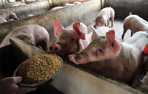 第一次平均利润可以达到1000元！2021年的猪价比2019年好吗？
