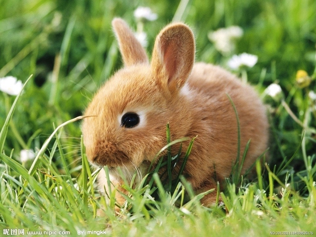 兔子怎么长得快？
