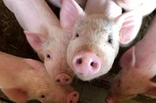 毕节出台奖励养殖措施:每头母猪可补贴200元
