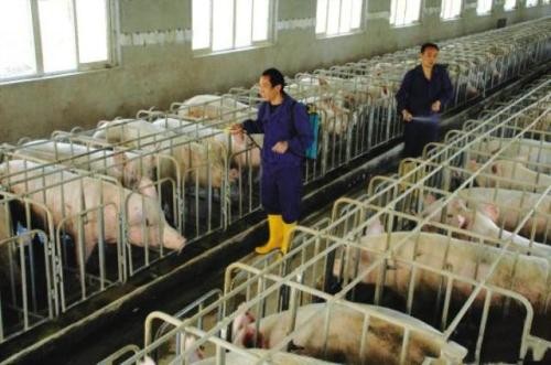 猪场生物安全建设的探讨
