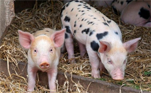 什么是二元猪和三元猪？有什么区别？
