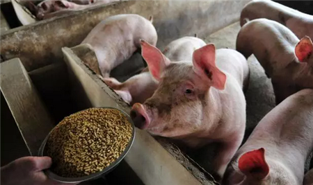 再投资500亿！中国每年可能增加2200万头猪的产量
