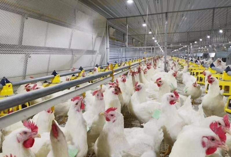 2月2日，CFT鸡评论今日鸡蛋价格继续回调，白羽鸡价格涨跌互现
