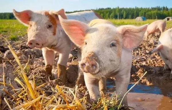 最近猪友咨询最多的五种猪病！谁看谁赚！
