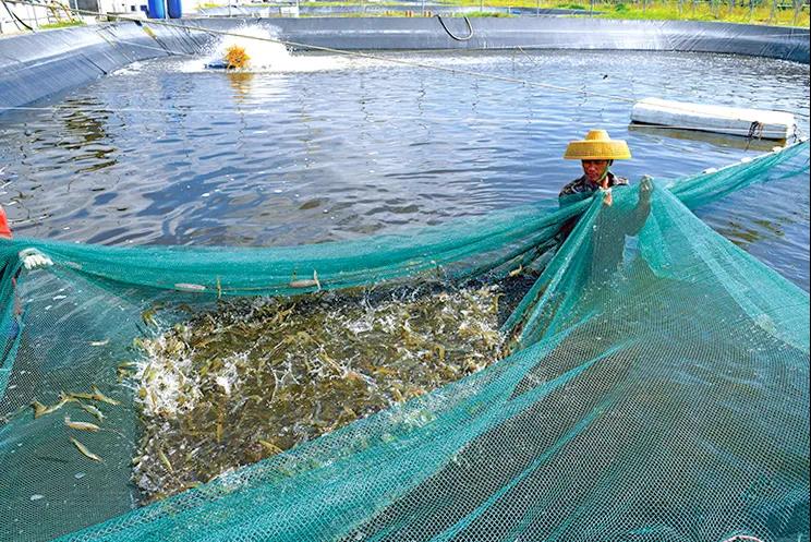 立足产业发展，重点抓好关键技术研究|广东省拥有虾蟹产业发展的“智库”