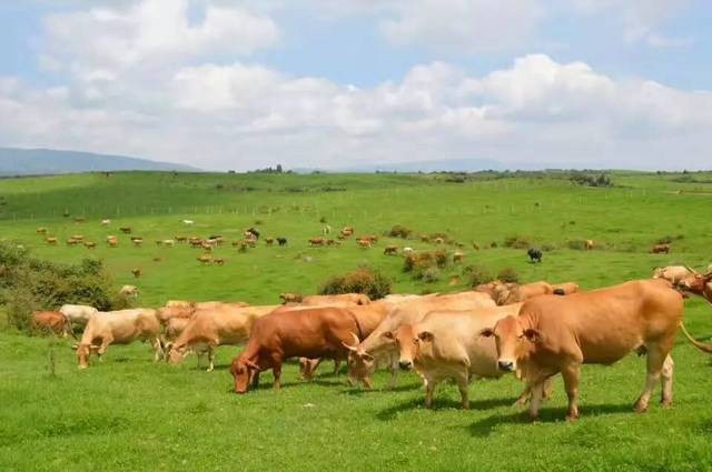 四川省雅安市农业和农村局的研究小组前往鲁山县调查肉牛业
