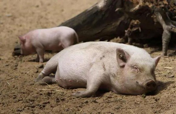 气温变化对猪的健康有什么影响？算上，影响还是很多的
