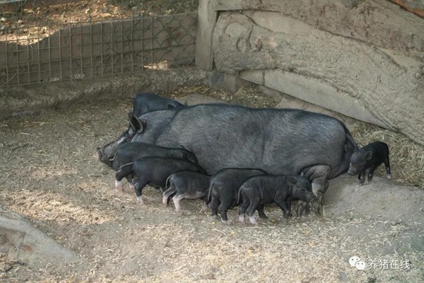 【技术】影响母猪繁殖性能的常见问题你都知道吗？
