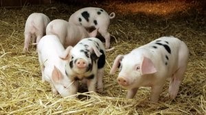这种疾病在全国15%的养猪场被发现