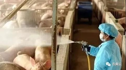 猪场日常管理中如何规范消毒程序？