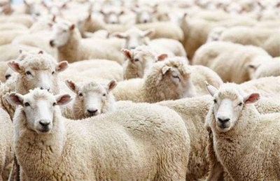 内蒙古巴彦淖尔市畜牧工作站承担了2020年肉羊产业重大技术协作推广项目的顺利完成
