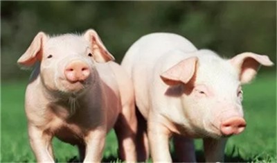 600吨进口肉上市，春节猪价还有机会吗？
