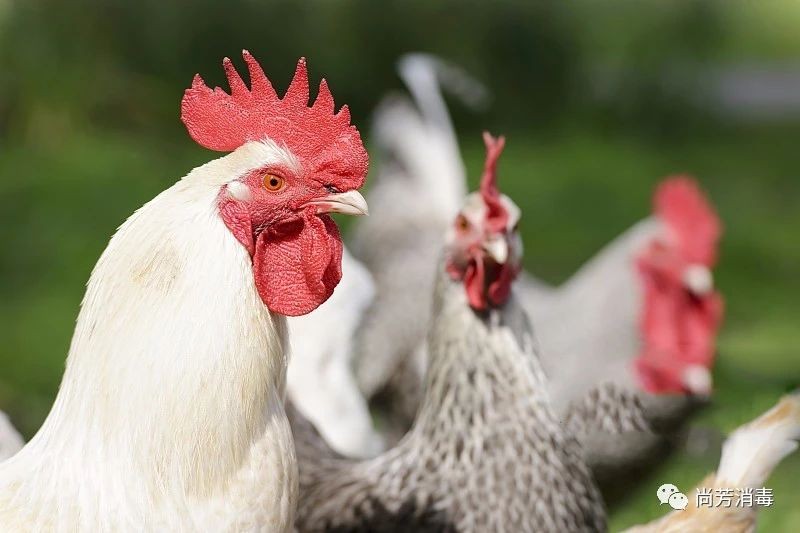 9月8日，CFT鸡评论称，鸡蛋价格稳定。白毛鸡价格波动的频率还是比较频繁的，今天再打回来
