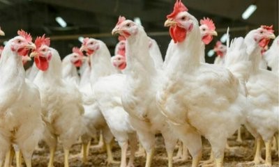 12月24日，CFT鸡的蛋价再次企稳，白羽鸡价格涨跌互现
