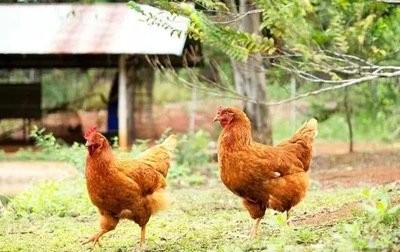 兰坪县:生态养鸡开启财富之门

