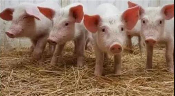 2021猪价23元/斤！预计低谷将持续2-3年