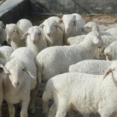晋城百万优质肉羊产业化扶贫工程取得丰硕成果:喝滦水养“富羊”