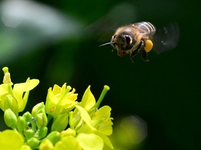 蜂场消毒的重要性、蜂场消毒方法
