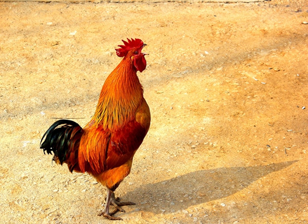 柯桥的新农民“广东仔”山澳开始经营优质鸡
