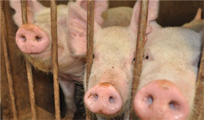 东北生猪价格受中南六省禁运影响，今天集中大幅下跌