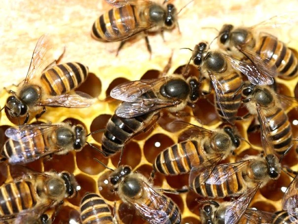蜂王是怎么产生的？蜂王的主要功能是什么？
