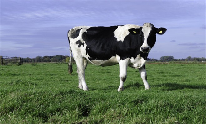 养殖奶牛风湿病的防治
