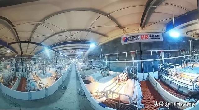 中国育种网独家报道:农业和农村事务部部长韩长福称赞正邦集团“扩大生产，保证供应”