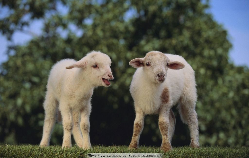 绵羊最佳繁殖季节已经到来
