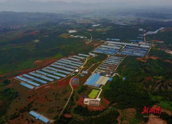 湖南:推进非洲猪瘟净化工程全省已建成100个生物安全示范猪场