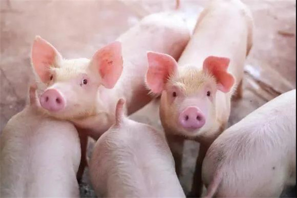 最新！农业部发布:生猪存栏量保持在4亿头以上！