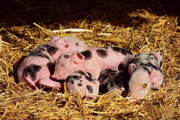 【管理】农村小型养猪场产房管理关键技术
