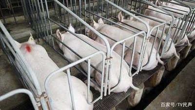 什么是低成本养猪场？低成本养猪场的优势
