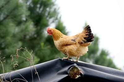 春季养鸡应特别注意的八个管理要点
