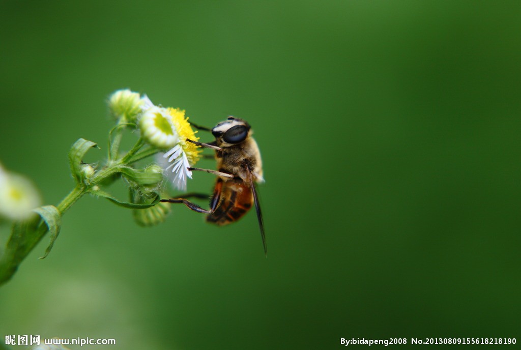 蜜蜂不从巢里采蜜怎么办？蜜蜂为什么不从巢里出来？
