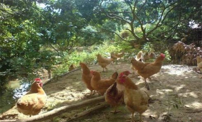 冬季林地养鸡应注意的事项
